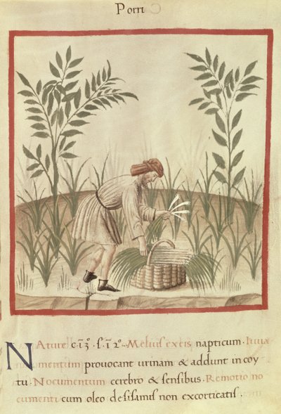Ms 3054 f.22 收获韭葱，来自“Tacuinum Sanitatis”（牛皮纸） 作者 意大利学校