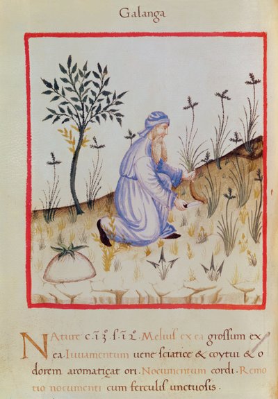 Ms 3054 f.22 收获高良姜，来自“Tacuinum Sanitatis”（牛皮纸） 作者 意大利学校