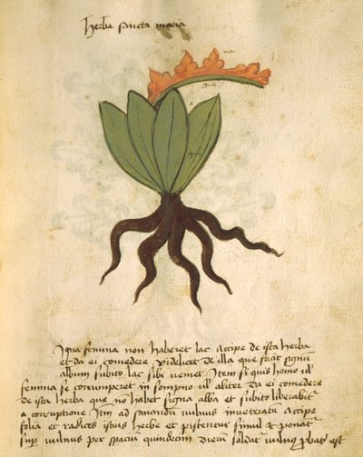 小姐320 1000 fol.28厂圣玛丽亚，从莱博Herbarius与原因，通过Orgione Rizzardo完成应用程序结合在一起 作者 意大利学校