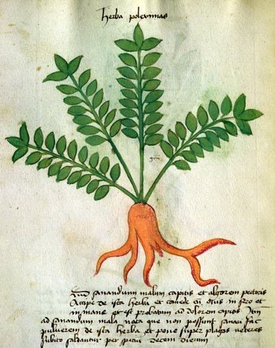 MS 320个1000个Fol.31草Poleximas，从“Herbarius其制备药物的方法一起“由Orgione Rizzardo（牛皮纸） 作者 意大利学校
