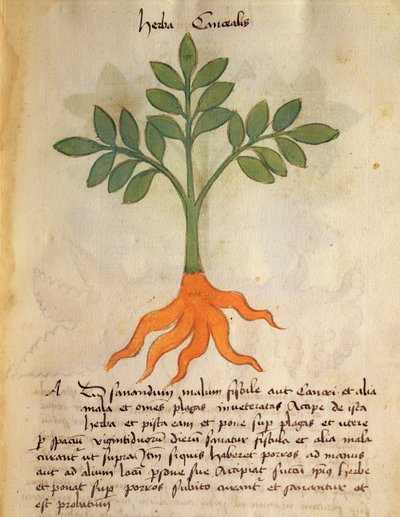 MS 320个1000 fol.14r植物Cancealis，从“Herbarius其制备药物的方法一起“由Orgione Rizzardo 作者 意大利学校