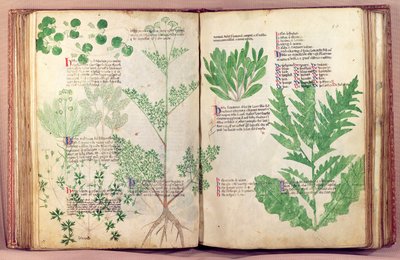 约80植物和草药由皇山，c.1330-40的曼弗雷德MS 6823 fol.19v 作者 意大利学校