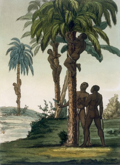 1820年代，20世纪30年代，当地人在臀部周围使用吊带吊带攀爬手掌 作者 意大利学校