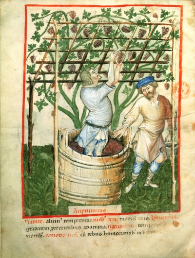 Nouv Acq Lat 1673 fol.103v收集和压榨葡萄，来自Tacuinum Sanitatis，c.1390-1400 作者 意大利学校