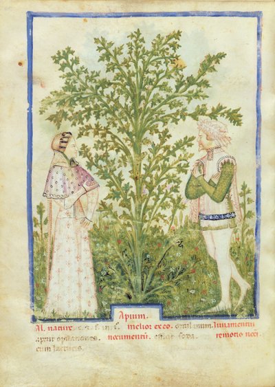 Nouy ACQ纬度1673 fol.28v芹菜，从Tacuinum健康，c.1390-1400 作者 意大利学校