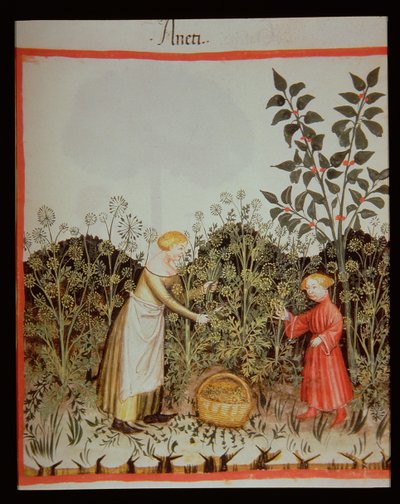 新的2644 f.32r聚会DUT Tacuinum健康食品 作者 意大利学校