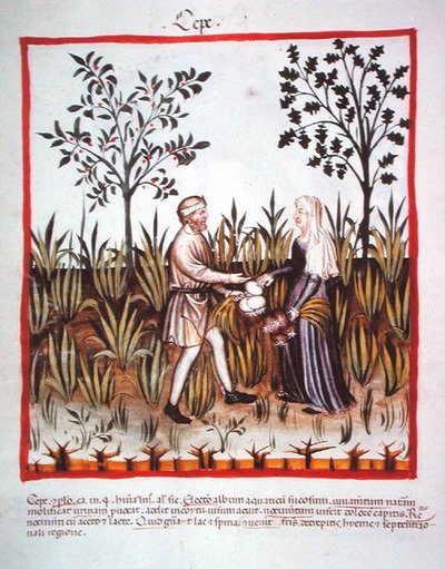 Nova 2644 fol.25v 收获洋葱，来自Tacuinum Sanitatis Codex Vindobonensis（牛皮纸）。 作者 意大利学校