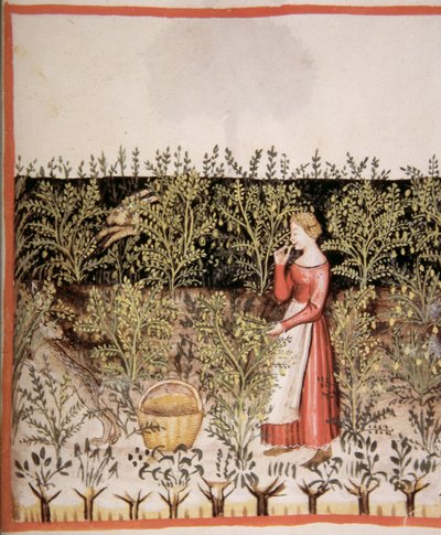 2644个fol.49 [R采摘新鲜的鹰嘴豆，Tacuinum健康食品 作者 意大利学校