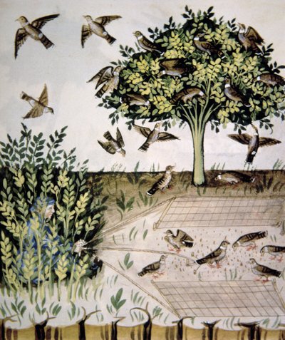 Nova 2644 fol.69r Turtle Doves，来自Tacuinum Santiatis Codex Vindobonensis的插图 作者 意大利学校