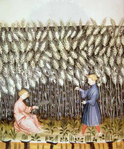 小说2644健康Tacuinum fol.42v收获小麦 作者 意大利学校