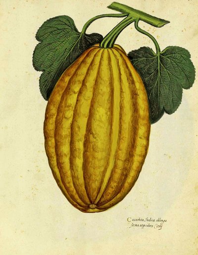 Ulisse Aldrovandi的Oblong Squash 作者 意大利学校