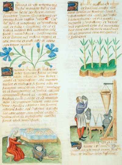 Dioscorides Pedanius 所著《Tractatus de Herbis》中的页面 作者 意大利学校