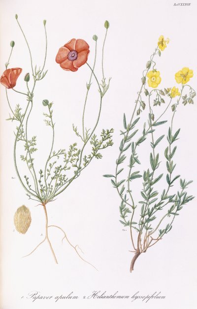罂粟和菊苣，1811-1838 作者 意大利学校