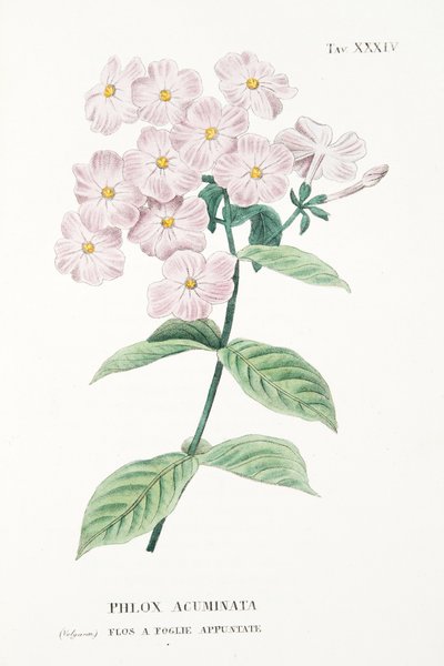 Phlox Acuminata，Plate XXXIV，来自L“Antisytia Ossia La Coltivazione De”Fiori by Antonio Piccioli，pub.1834 作者 Italian School