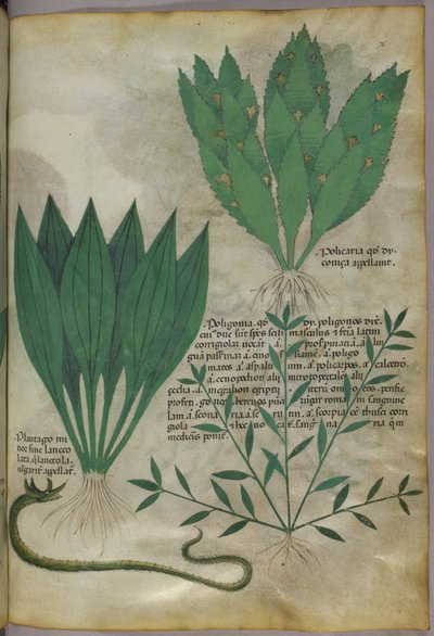 叶片宽大的植物。一条蛇，约 1440 年（牛皮纸上的墨水和色彩） 作者 意大利学校