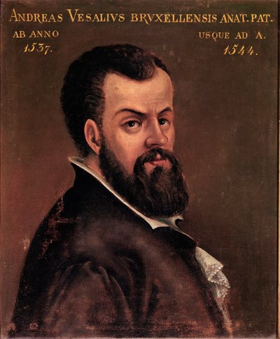 安德烈·维萨利 (Andreas Vesalius) (1514-1564) 的肖像，意大利学派的查理五世匿名绘画的解剖学家和医生。 16世纪帕多瓦大学 作者 意大利学校