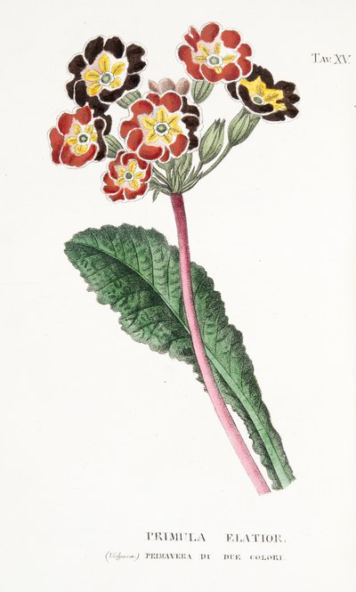 Elatior Primula，Plate XV，来自L“Osotia Antotropy The Coltivazione De”Fiori by Antonio Piccioli，pub.1834 作者 意大利学校