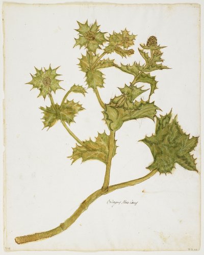 Sea Holly（Eringium Maritimum）（wc＆tempera on paper） 作者 意大利学校
