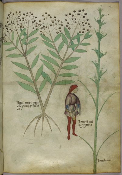 Sloane 4016 f.54 男子在壶中小便，摘自《Tractatus de Herbis》，c.1440（牛皮纸） 作者 意大利学校