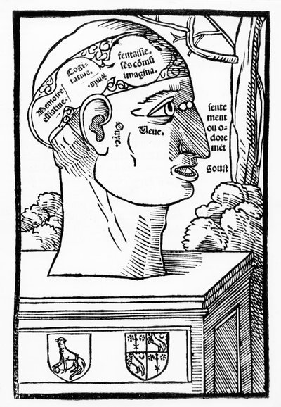 The Brain and Human Faculties，Anatomia Mundini，法文版，1537年出版 作者 意大利学校