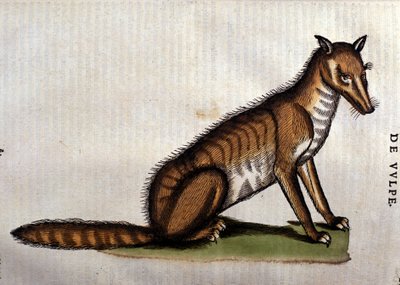 狐狸，来自lHistoria Aminalium的插图，由康拉德格斯纳，1560年 作者 意大利学校