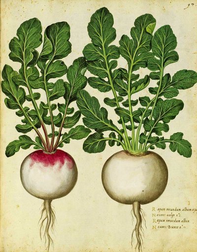 Ulisse Aldrovandi的萝卜 作者 意大利学校