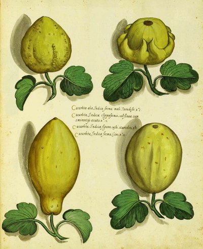 Ulisse Aldrovandi的传家宝壁球品种 作者 意大利学校