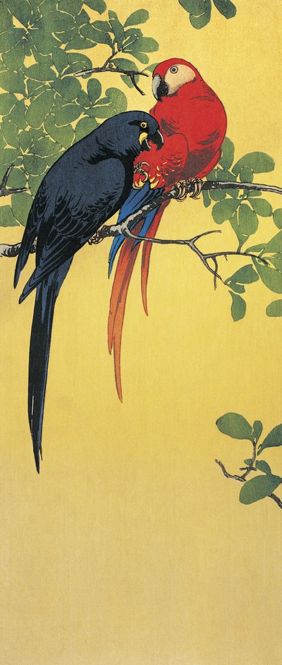 两只鹦鹉在树枝上栖息的特写镜头 作者 伊藤宗山