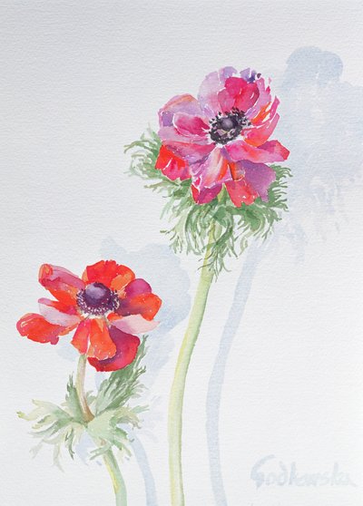 Anemone，1998（wc on paper）（见124451） 作者 伊莎贝拉·戈德卢斯卡·德·阿兰达