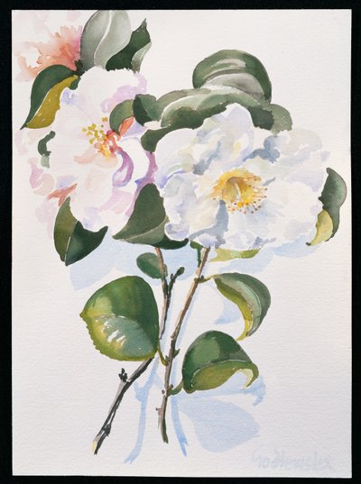 Camelia，1998年（纸上谈生） 作者 伊莎贝拉·戈德卢斯卡·德·阿兰达