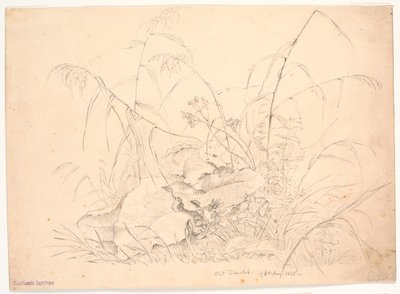 植物工作室。芦苇和牛筋草 作者 JP穆勒