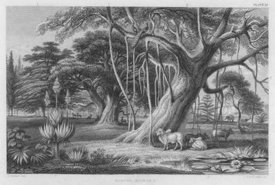 Banyan, Boabob etc (coloured engraving) 作者 斯图尔特（之后）