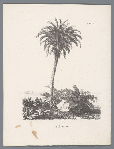 棕榈树 Palmier（物体上的标题） 树木研究（系列名称） Études d