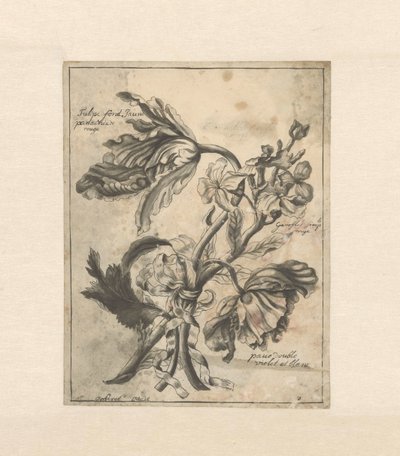 用丝带把花绑在一起 郁金香黄 / Panachée de rouge / Giroflée simple rouge / (...) double violet et blanc（对象上的标题） 作者 J波特雷