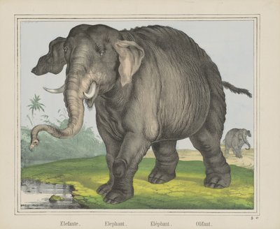 Elefante / Elephant / Elephant / Olifant（物品上的标题） 作者 斯科蒂