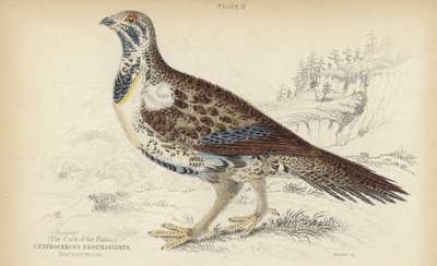 Centrocercus Urophasianus 作者 J. Stewart