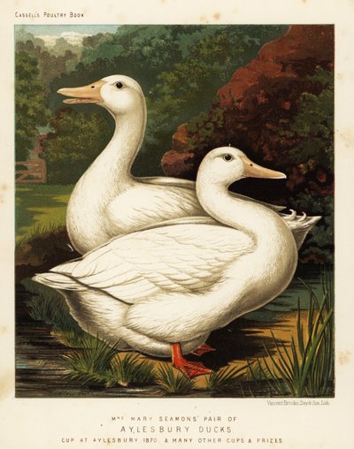 艾尔斯伯里鸭子 作者 JW（后）勒德洛