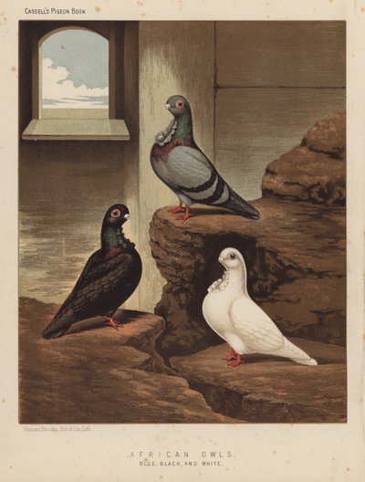 鸽子：非洲猫头鹰，蓝色、黑色和白色（彩色平版印刷） 作者 JW（后）勒德洛