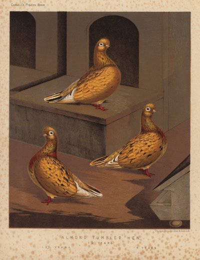 鸽子：杏仁不倒翁母鸡 作者 JW（后）勒德洛