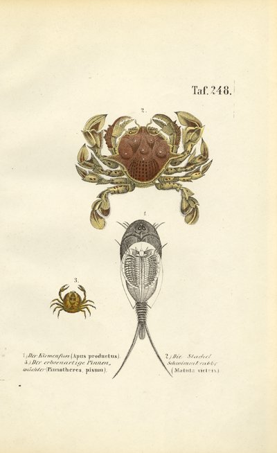 甲壳动物和蝌蚪虾 作者 J. W. Tenhaeff