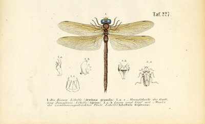 蜻蜓的口器和幼虫 作者 J. W. Tenhaeff