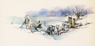 狼群，来自杰克·伦敦（Jack London，1876-1916）的冒险小说《野性的呼唤》，绘画 作者 杰克·伦敦