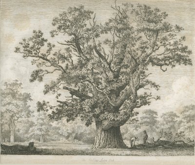 Needwood-Swilcar Oak：蚀刻，nd [c 1820-1850] 作者 雅各布·乔治·斯特鲁特