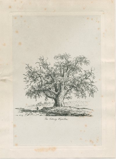 塔特伯里（Tutbury）-“威奇榆树”（Wych Elm）：雕刻，nd [c 1820] 作者 雅各布·乔治·斯特鲁特