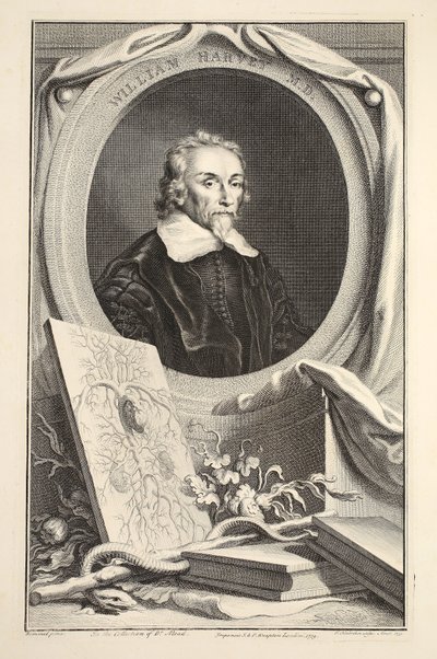 威廉·哈维的肖像，插图来自“英国杰出人物的头”，酒吧。来自1742年伦敦的Knapton 作者 雅各布斯·霍布拉肯