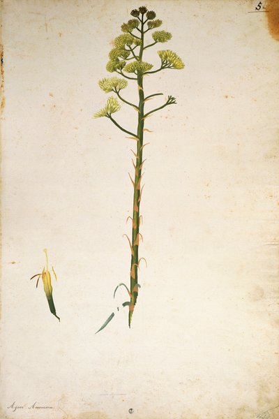 Jacopo Ligozzi 的世纪植物花（美国龙舌兰） 作者 雅各布·利戈齐（Jacopo Ligozzi）