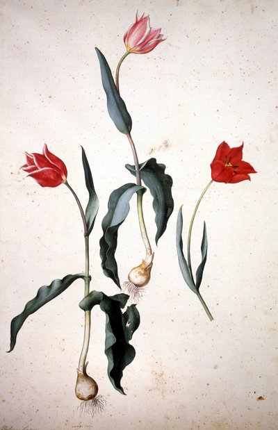 Herbarium : Tolipa Gesaeriana 作者 雅各布·利戈齐（Jacopo Ligozzi）