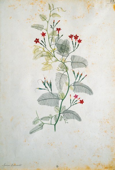 意大利，墨西哥植物Quamoclit pennata（柏树藤），作者Jacopo Ligozzi（1547-1627）。 作者 雅各布·利戈齐（Jacopo Ligozzi）