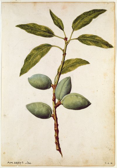 杏仁杏仁：Amygdalus communis，约 1568 年，作者 J.le Moyne de Morgue（约 1530-88）。 作者 雅克 (1533-88) 勒莫恩