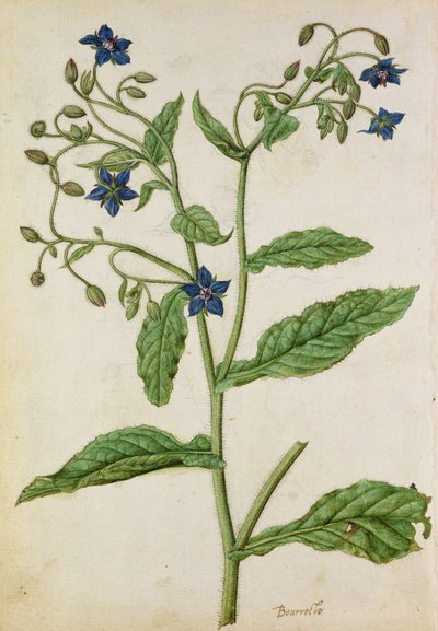 琉璃苣琉璃苣：Borago officinalis，约 1568 年，作者 J.le Moyne de Morgue（约 1530-88）。 作者 雅克 (1533-88) 勒莫恩